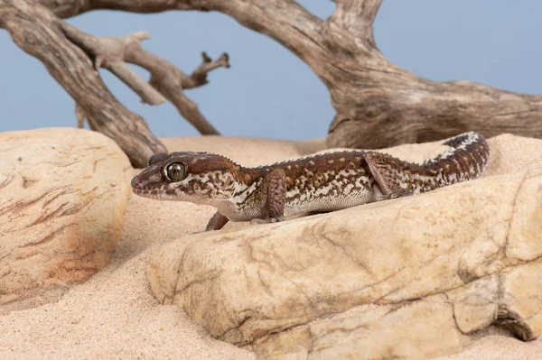 Ocelot Gecko Paroedura Pictus Cena Deserto — Fotografia de Stock