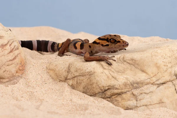 Caverna Vietnamita Gecko Goniurosaurus Araneus Cena Deserto — Fotografia de Stock