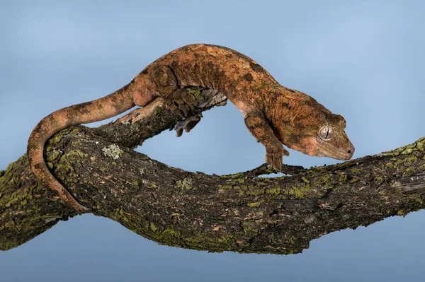 Mossy Prehensile Tail Gecko Mniarogekko Chahoua Zakamuflowany Gałęzi Pokrytej Porostem — Zdjęcie stockowe