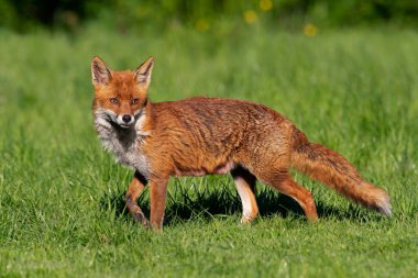 Kızıl Tilki (Vulpes vulpes) yaz çayırında