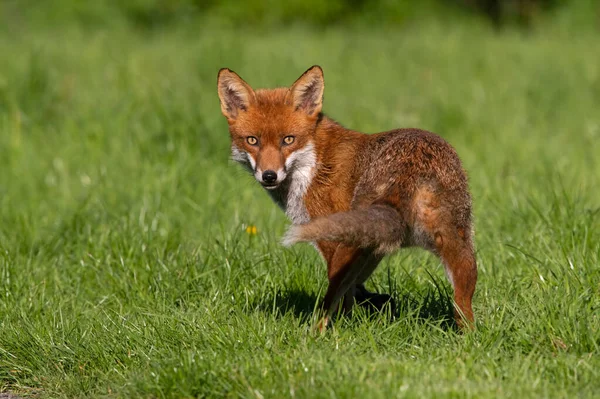 Red Fox Vulpes Vulpes Летнем Лугу — стоковое фото