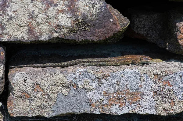 Juvenile Common Lizard Zootoca Vivipara Basking Lichen Covered Stone Wall — Stock Photo, Image