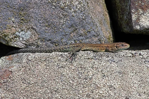 Juvenile Common Lizard Zootoca Vivipara Basking Lichen Covered Stone Wall — Stock Photo, Image