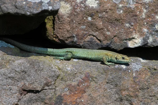 Lagarto Común Zootoca Vivipara Tomando Sol Pared Piedra Cubierta Liquen —  Fotos de Stock