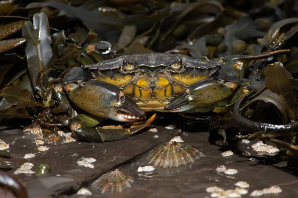 Granchio Verde Europeo Carcinus Maenas Alghe Marine Roccia Incrostata Barnacle — Foto Stock