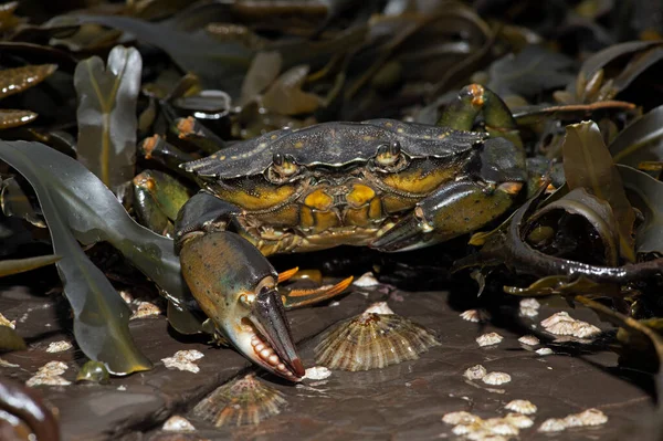 European Green Crab Carcinus Maenas Seaweed Barnacle Encrusted Rock — Stock Photo, Image