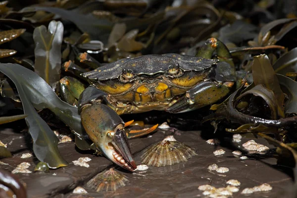 Granchio Verde Europeo Carcinus Maenas Alghe Marine Roccia Incrostata Barnacle — Foto Stock