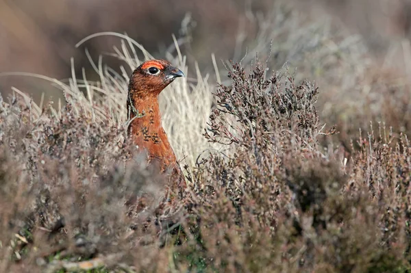 Kırmızı Fare Lagopus Lagopus Scotica Fundalıkta — Stok fotoğraf