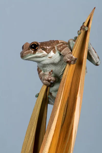 Місія Золотий Очима Деревна Жаба Trachycephalus Resinifictrix — стокове фото