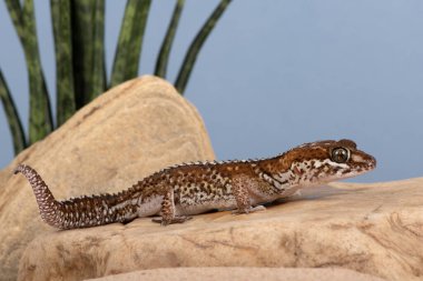 Gecko Ocelot (Paroedura pictus) çöl sahnesinde güneşleniyor