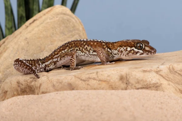 Ocelot Gecko Paroedura Pictus Aquecendo Cena Deserto — Fotografia de Stock