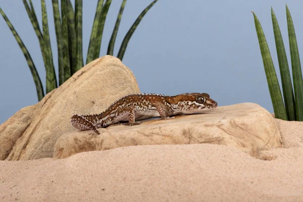 Ocelot Gecko Paroedura Pictus Aquecendo Cena Deserto — Fotografia de Stock