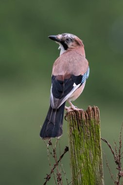 Jay (Garrulus glandarius) çiftçi tarlasında eski bir tahta direğin üzerinde