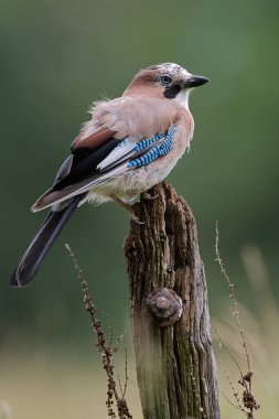 Jay (Garrulus glandarius) çiftçi tarlasında eski bir tahta direğin üzerinde