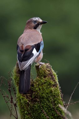Jay (Garrulus glandarius) çiftçi tarlasında eski bir tahta direğin üzerinde