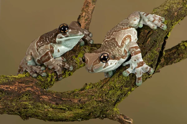 Missão Sapos Olhos Dourados Trachycephalus Resinifictrix — Fotografia de Stock