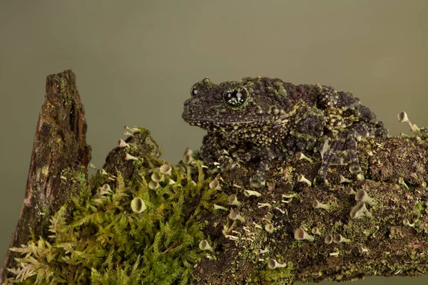 Vietnamese Mossy Frog Theloderma Corticale Camouflaged Moss Lichen Covered Branch — Stock Photo, Image