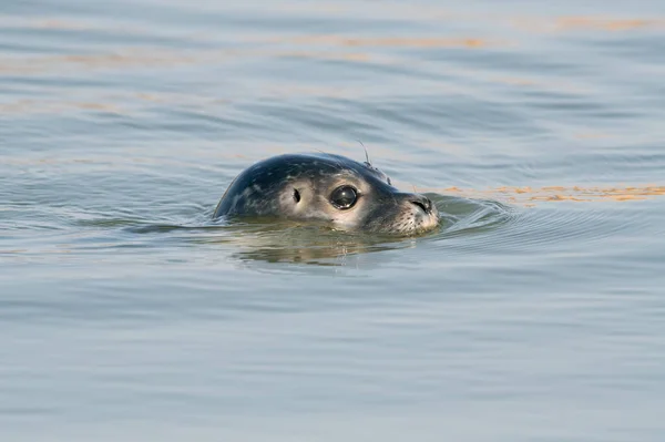 Zeehondenjongen Phoca Vitulina Die Noordzee Zwemt — Stockfoto