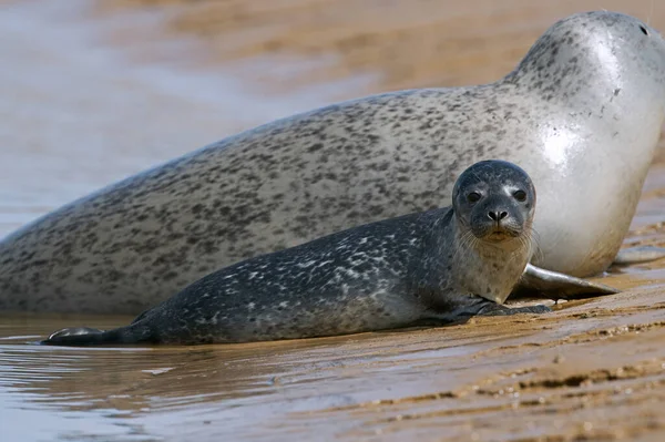 Seal Harbour Phoca Vitulina Cucciolo Madre Sul Bordo Dell Oceano — Foto Stock