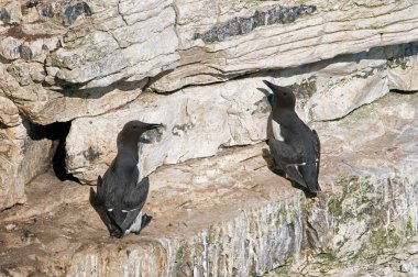 Guillemots (Uria Aalge) Bempton 'un tebeşir kayalıklarında