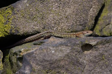 Canlı Kertenkele (Zootoca vivivipara) kuru bir taş duvarda güneşleniyor