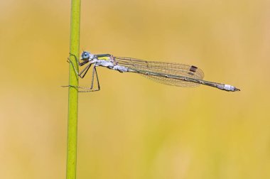 Yeşil bir sapın üzerine tünemiş Zümrüt Damselfly (lestes sponsa)