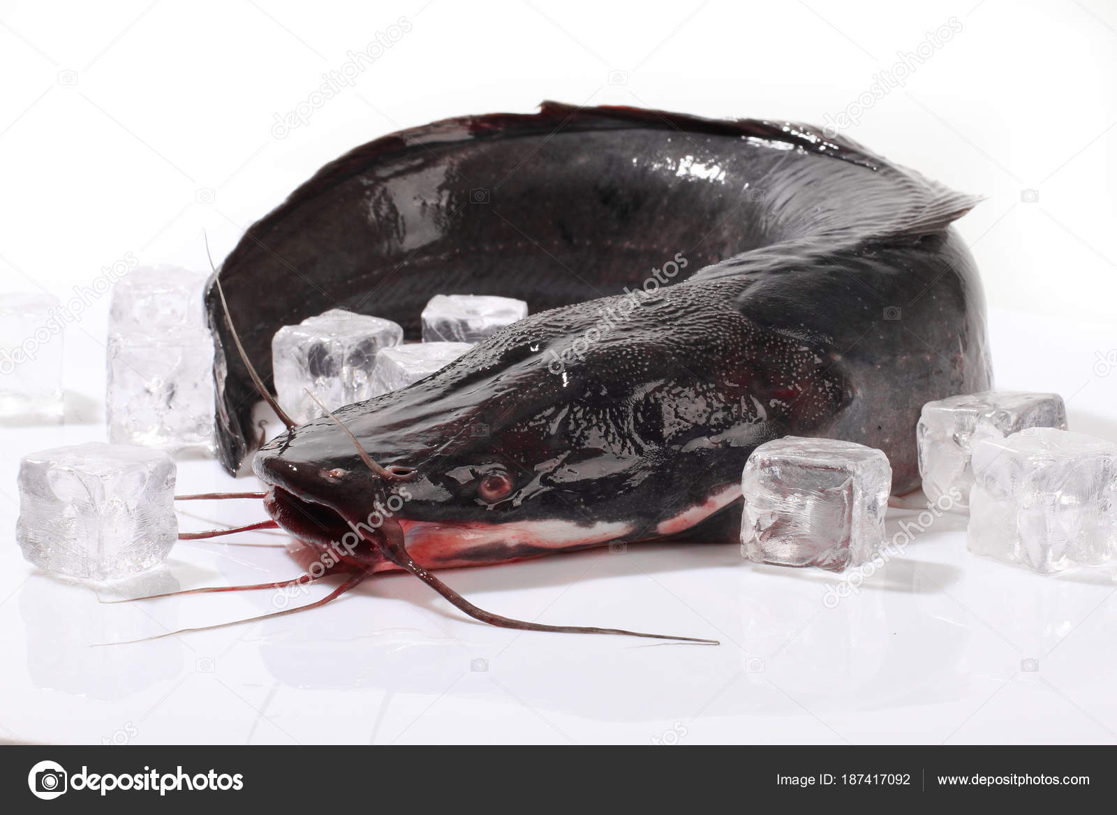 Fish Clarius Fresh Catfish Ice Stock Photo by ©Vadlen 187417092