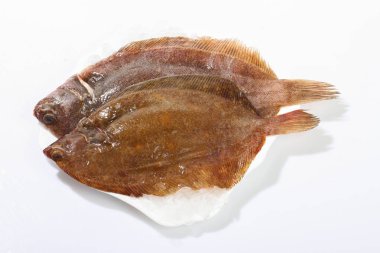 Pisi balığı taze buz üstünde balık