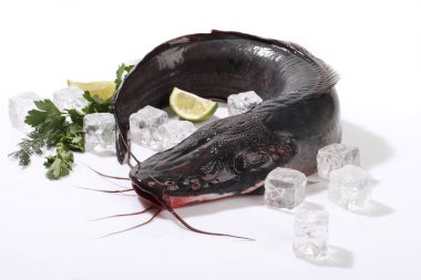 Balık clarius, buz üzerinde taze yayın balığı