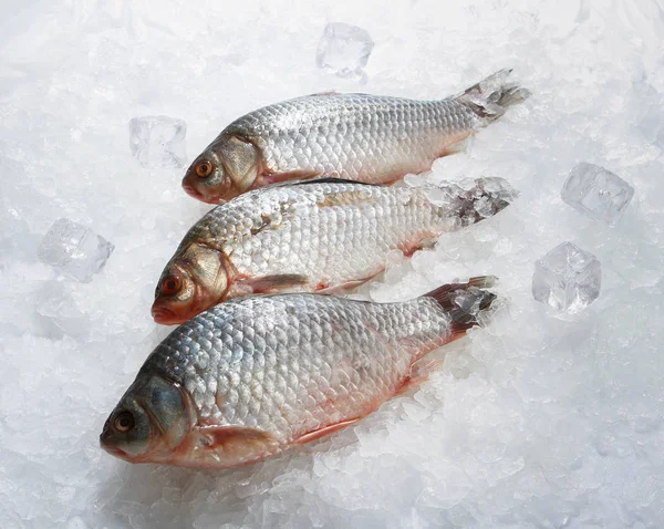 Poisson Rudd Carpe Crucienne Frais Sur Glace — Photo