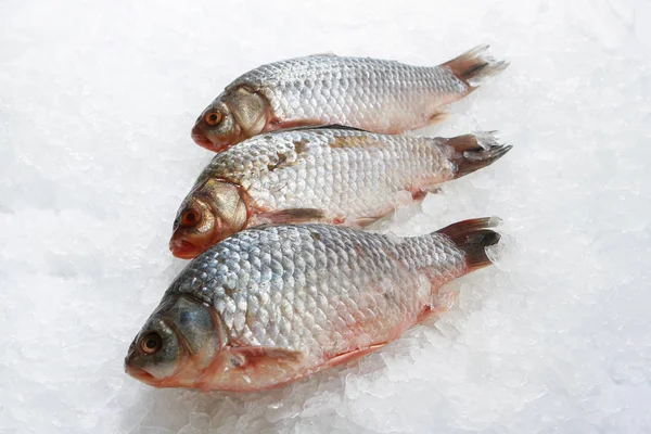 Poisson Rudd Carpe Crucienne Frais Sur Glace — Photo