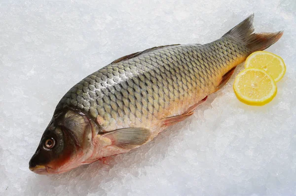 Carpa Peixe Fresca Gelo — Fotografia de Stock