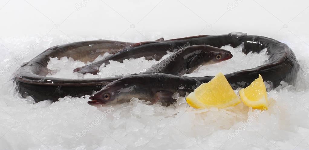 Eel fish fresh on ice