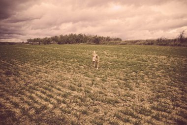 Ormanın içinden çalışan köpek ayrıntı memeli oynarken, mutluluk