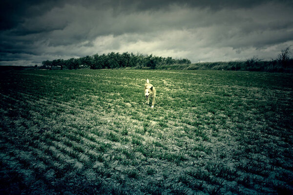 Бегущая по лесу собака, мелочи игры млекопитающих, счастье
