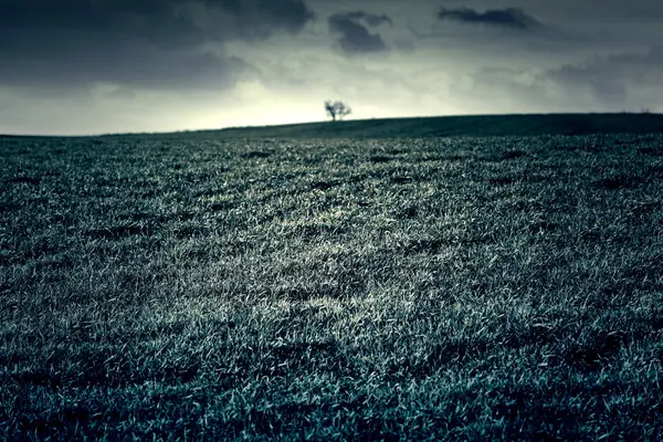 Gras Auf Einem Feld Detail Eines Bepflanzten Feldes Landwirtschaft Und — Stockfoto