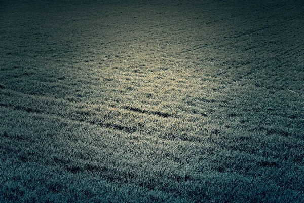 Травяной фон в поле — стоковое фото