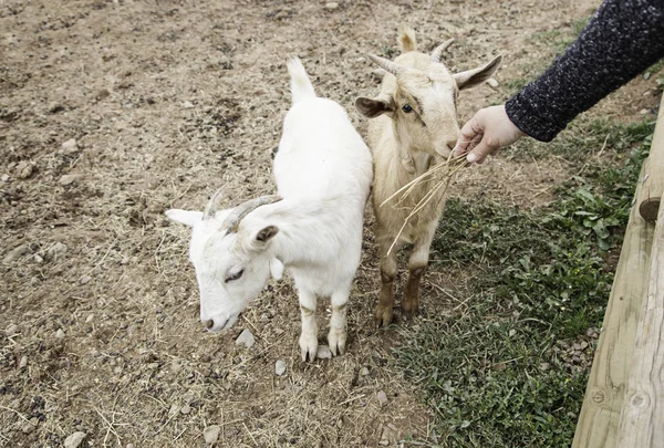 Ziegenstreicheln auf einem Bauernhof — Stockfoto