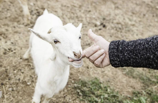 Ziegenstreicheln auf einem Bauernhof — Stockfoto