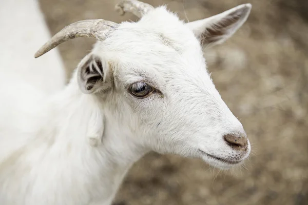 Geitje op een boerderij — Stockfoto