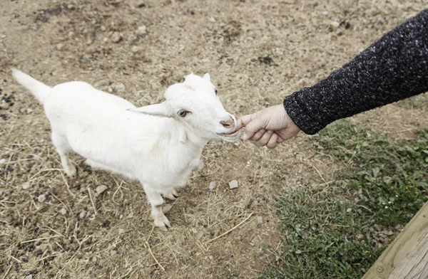 Ziegenstreicheln auf einem Bauernhof — Stockfoto