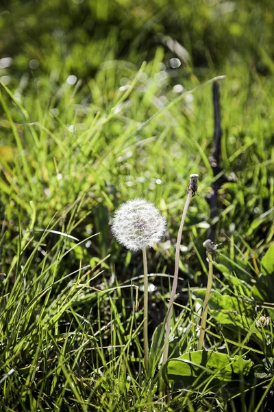 Planta de diente de león, detalle en la naturaleza — Foto de Stock