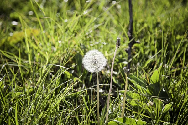 Löwenzahnpflanze, Detail in der Natur — Stockfoto