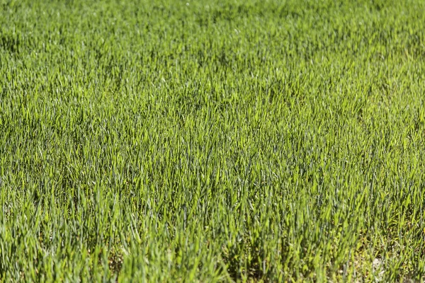 Frisches Gras, Detail in der Natur — Stockfoto