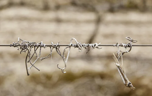 Weinberge, Detail in der Natur — Stockfoto