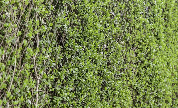 Fresh grass, detail — Stock Photo, Image