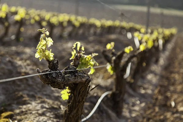 Wijngaarden, detail in de natuur — Stockfoto