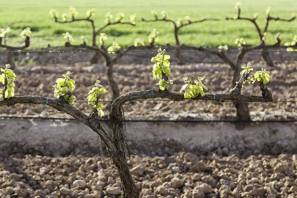 Vineyards, detail in nature — Stock Photo, Image