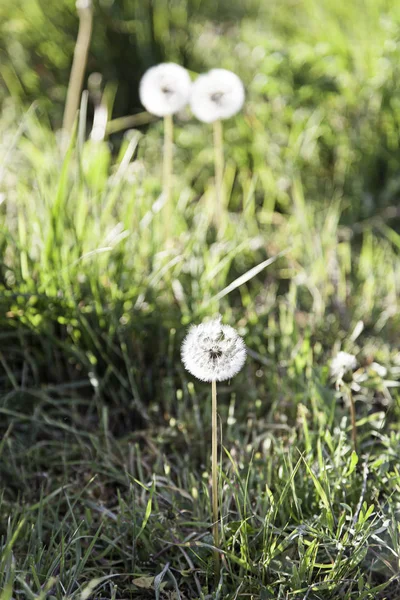 Löwenzahnpflanze, Detail — Stockfoto