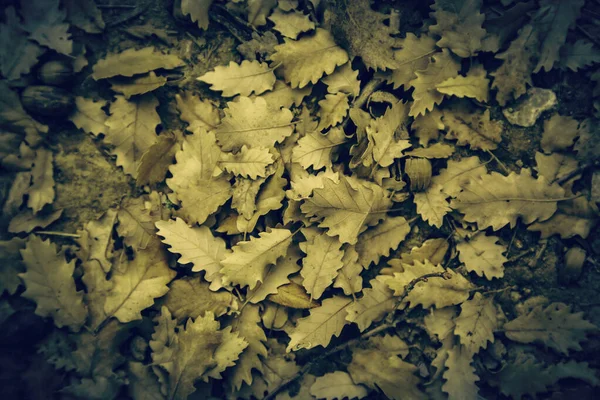 Gelbe Blätter im Herbst — Stockfoto